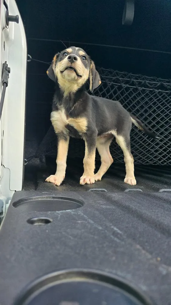 A baby medium-sized female Labrador Retriever dog named Butterscotch for adoption in Statesville, NC