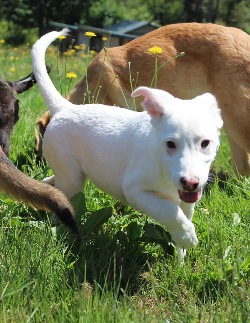 A baby medium-sized female White / Cream Pit Bull Terrier dog named Junco for adoption in Silvana, WA