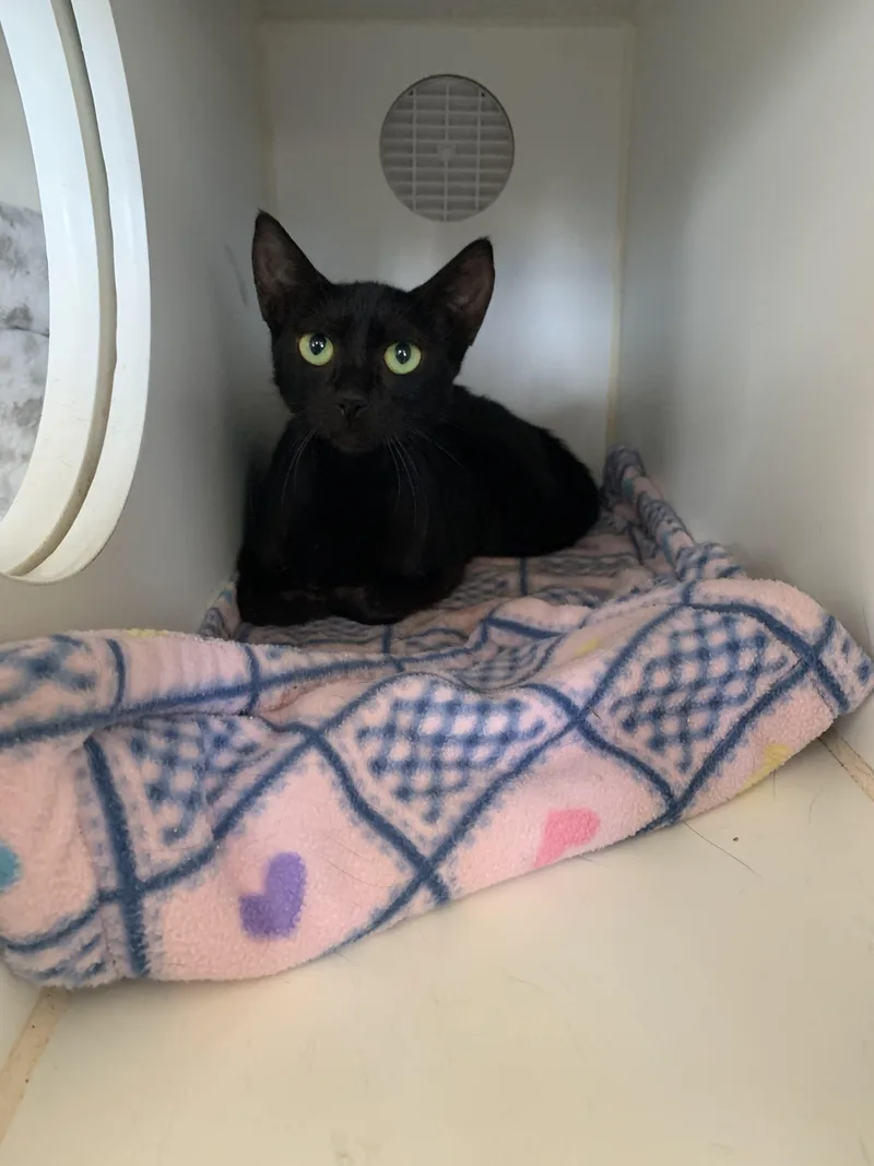 A young medium-sized female Black Domestic Short Hair cat named Toadstool for adoption in Grass Valley, CA