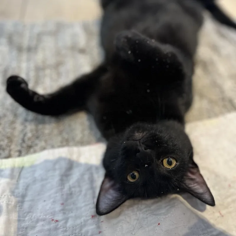 Elderberry thumbnail 2