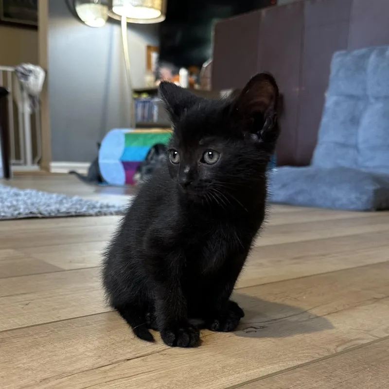 Elderberry thumbnail 3