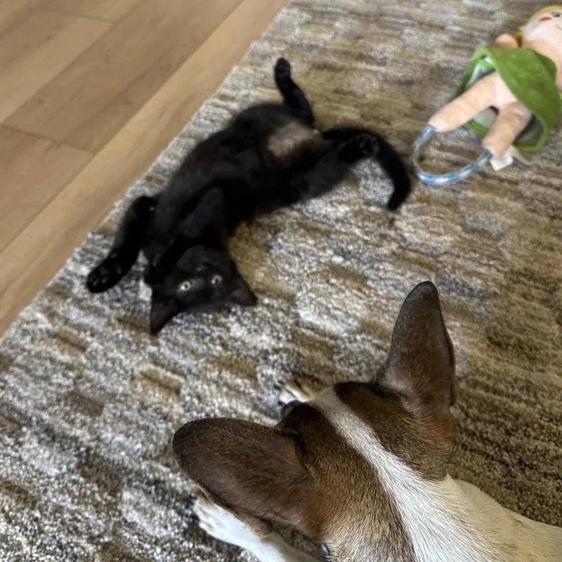 Elderberry thumbnail 4