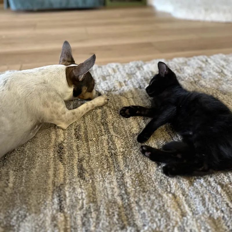 Elderberry thumbnail 5