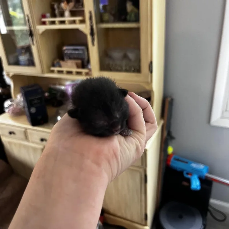 Elderberry thumbnail 6