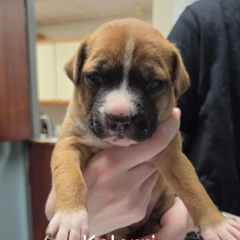 A baby medium-sized female Brown / Chocolate Pit Bull Terrier dog named Kalarri for adoption in Saint John, IN