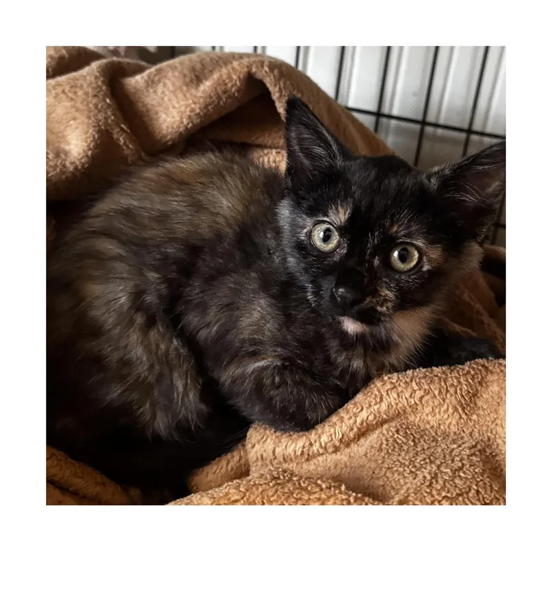 A baby small-sized female Black Domestic Short Hair cat named Darjeeling for adoption in San Pedro, CA