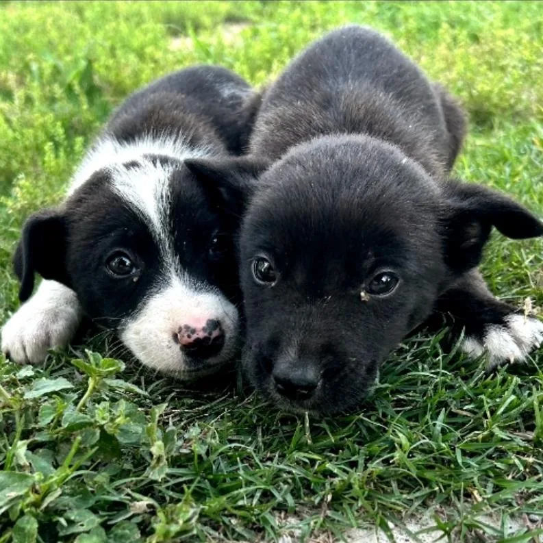 A baby small-sized male Black Rat Terrier dog named Mr Mushroom for adoption in Austin, TX