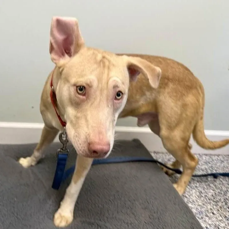 Dobby