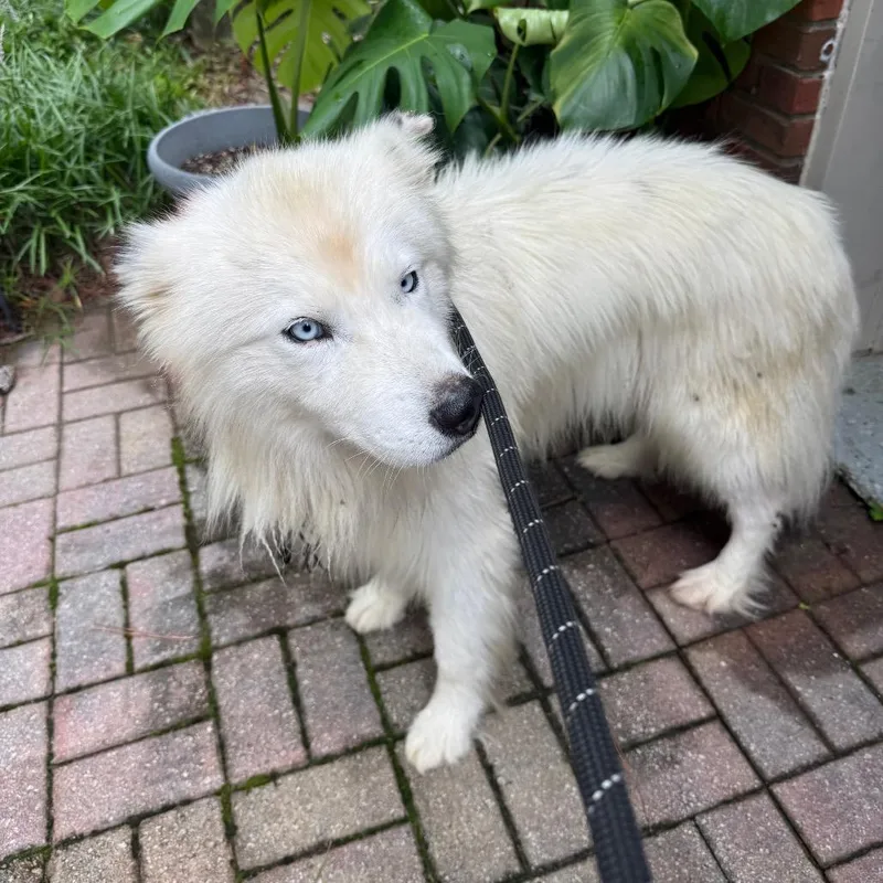 A young large-sized male White / Cream Mixed Breed dog named StrayCountyLineRoad for adoption in Columbus, GA