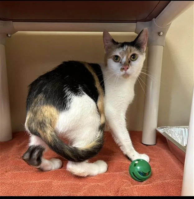 A young small-sized female Domestic Short Hair cat named Toots for adoption in Lincolnton, NC