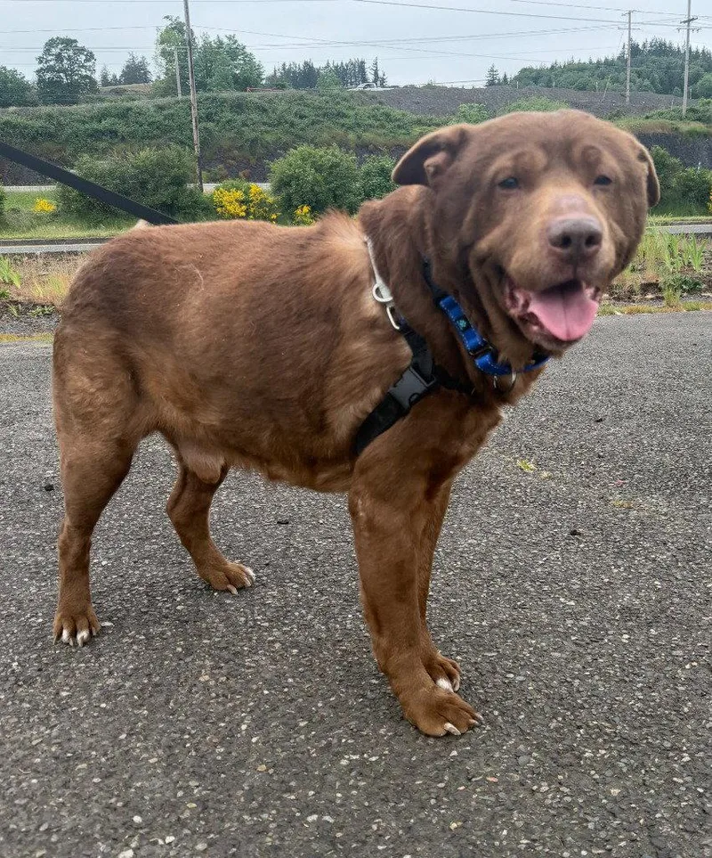 A senior large-sized male Labrador Retriever dog named Max for adoption in St. Helens, OR