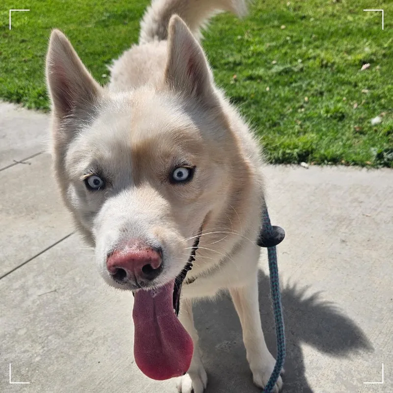 An adult medium-sized male Siberian Husky dog named Hubert for adoption in Upland, CA