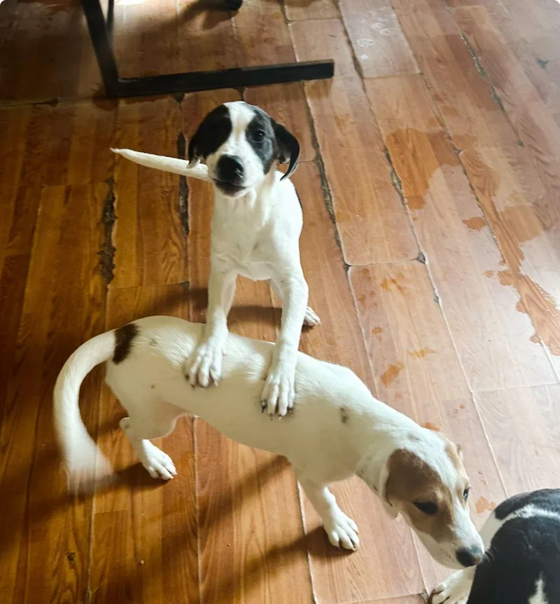 A young medium-sized male Beagle dog named Andy From Mayberryblackwhite for adoption in Apple Valley, CA