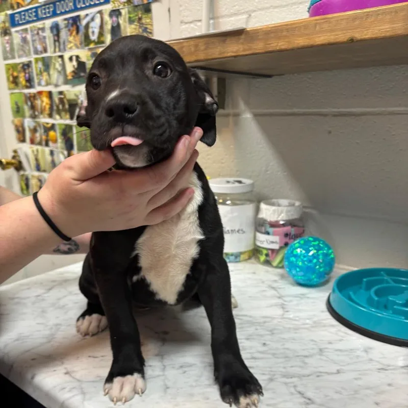 Popsicle thumbnail 2