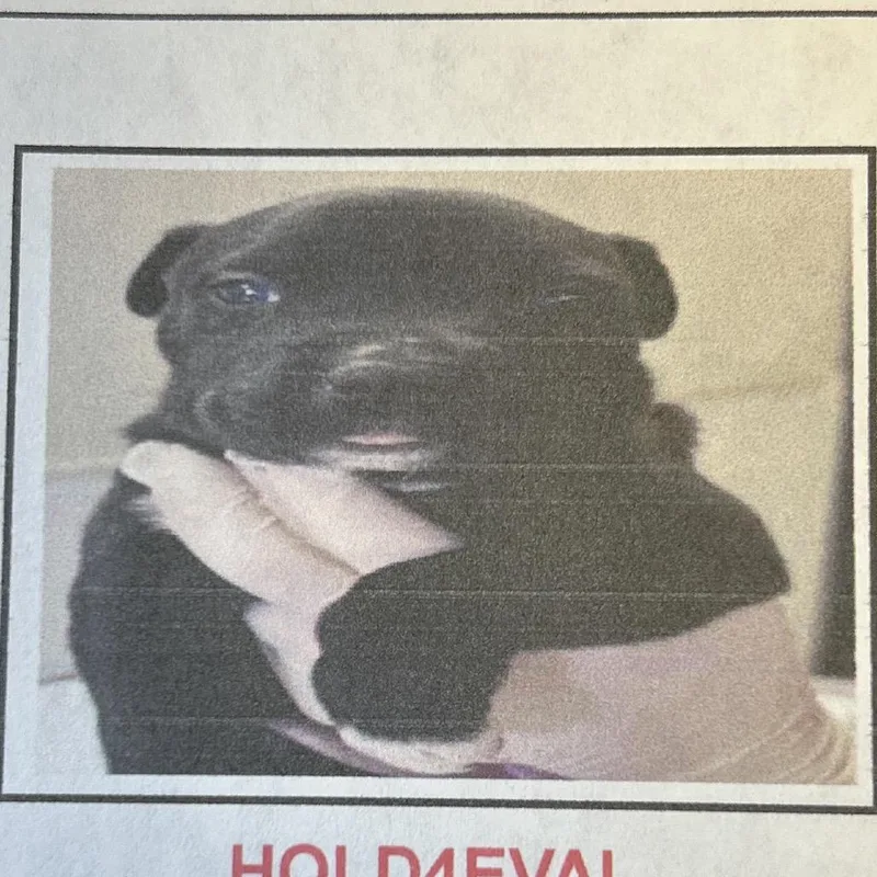 Popsicle thumbnail 3