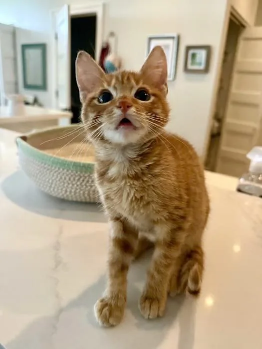 A baby medium-sized male Orange / Red Domestic Short Hair cat named Tortellini for adoption in Chicago, IL