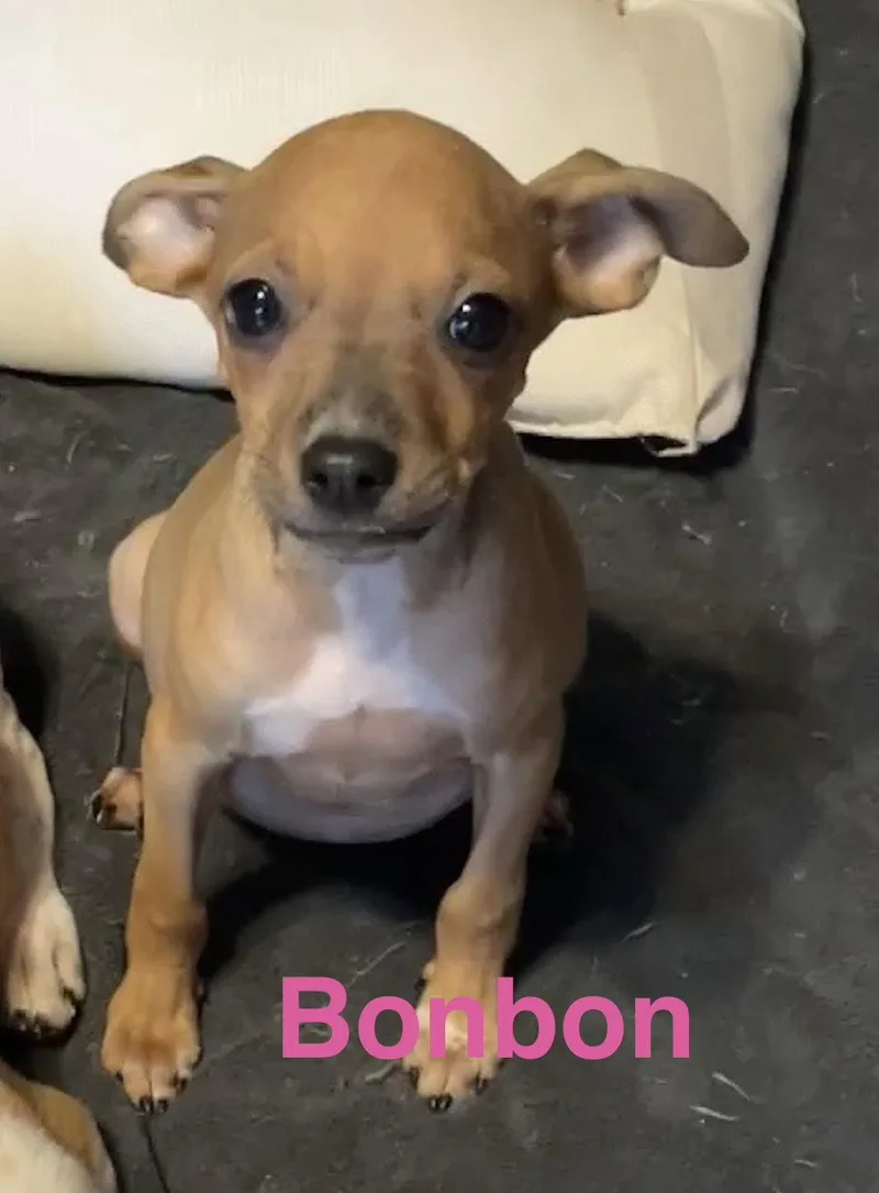 A baby small-sized female Chihuahua dog named Bonbon for adoption in Topeka, KS