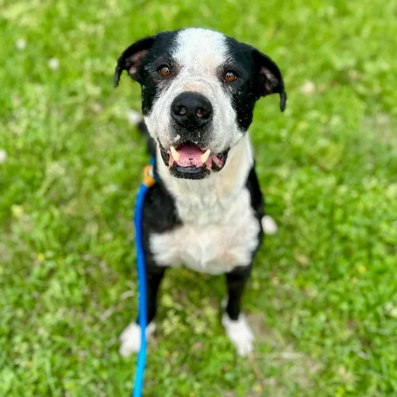An adult large-sized male Tricolor (Brown, Black, & White) Labrador Retriever dog named Toby Jay for adoption in Long Island City, NY