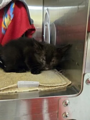 A baby small-sized female Domestic Short Hair cat named Luna for adoption in Independence, MO