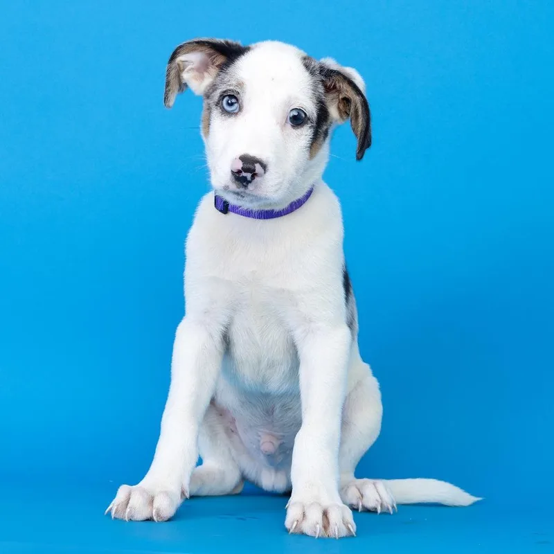 A baby medium-sized male White / Cream Mixed Breed dog named Egg Sandwich for adoption in Franklin, TN