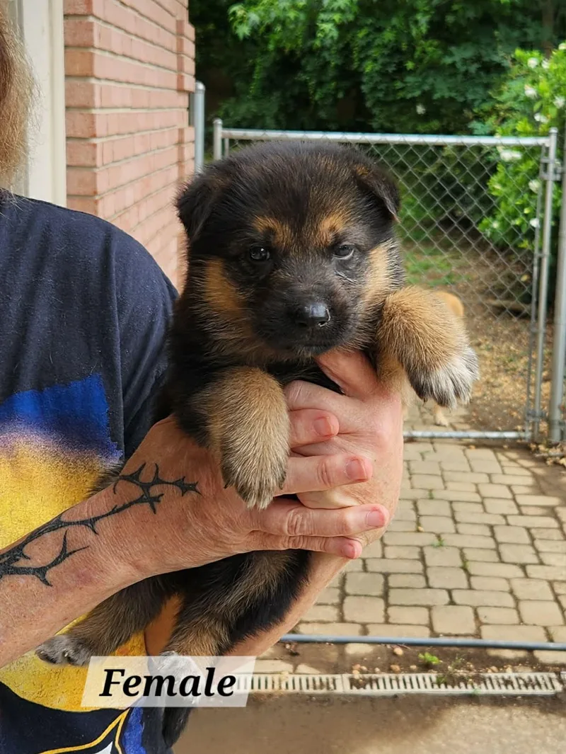 A baby medium-sized female German Shepherd Dog dog named Lady for adoption in Royal Palm Beach, FL