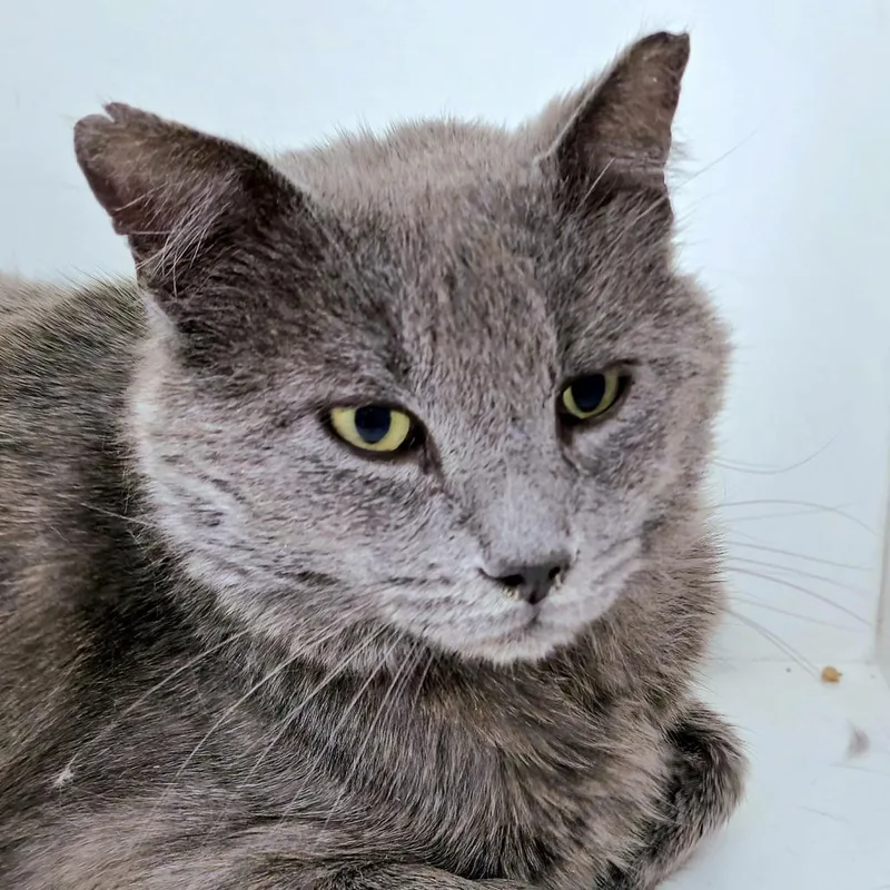 An adult large-sized male Domestic Short Hair cat named Grayson for adoption in Cumming, GA