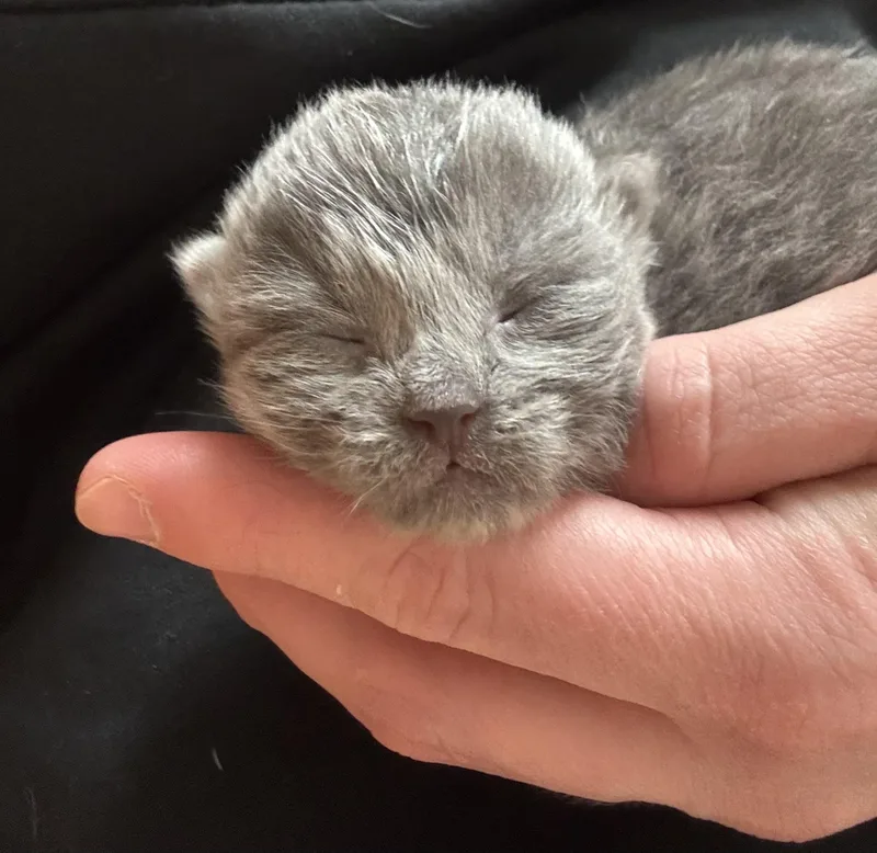 Jack Frost thumbnail 2