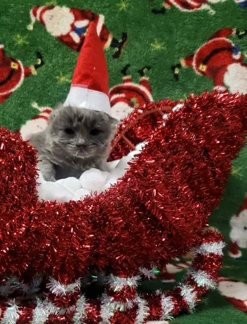 Jack Frost thumbnail 3