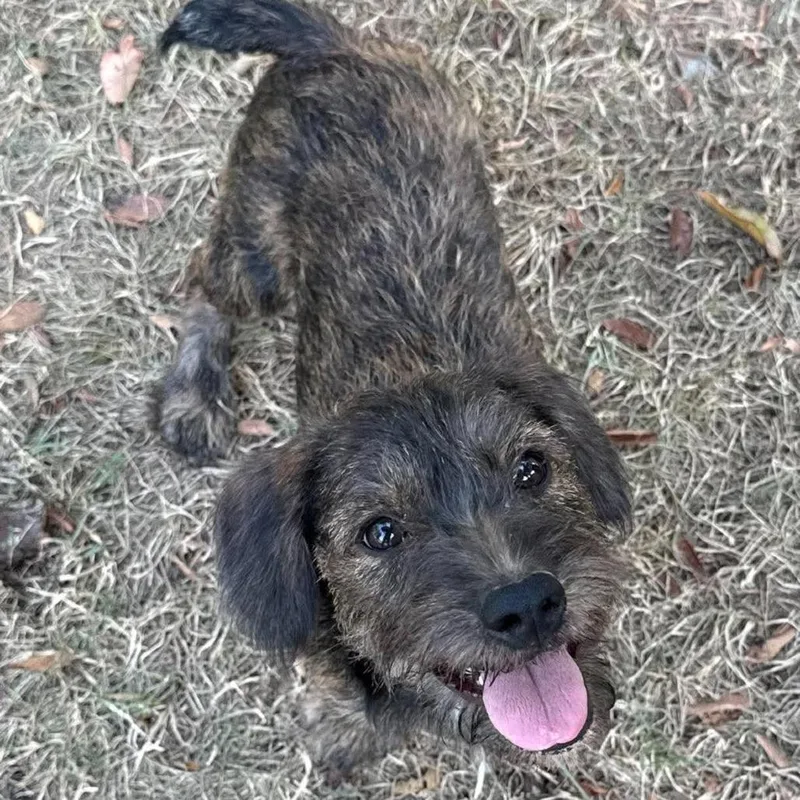 A baby medium-sized female Mixed Breed dog named Ella for adoption in Barrington, NH