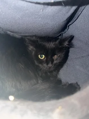 An adult large-sized female Domestic Medium Hair cat named Lizzie for adoption in Cumberland, MD