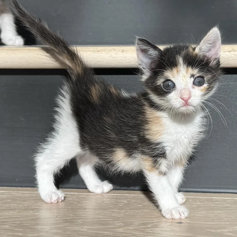 A baby small-sized female White Domestic Short Hair cat named Just a Cutie for adoption in Austin, TX