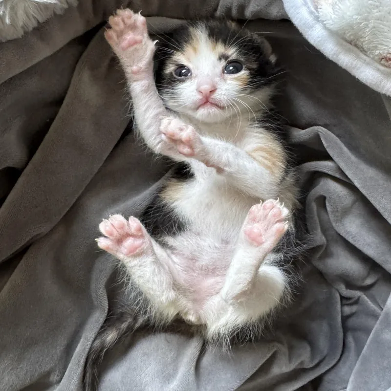 Just a Cutie thumbnail 3
