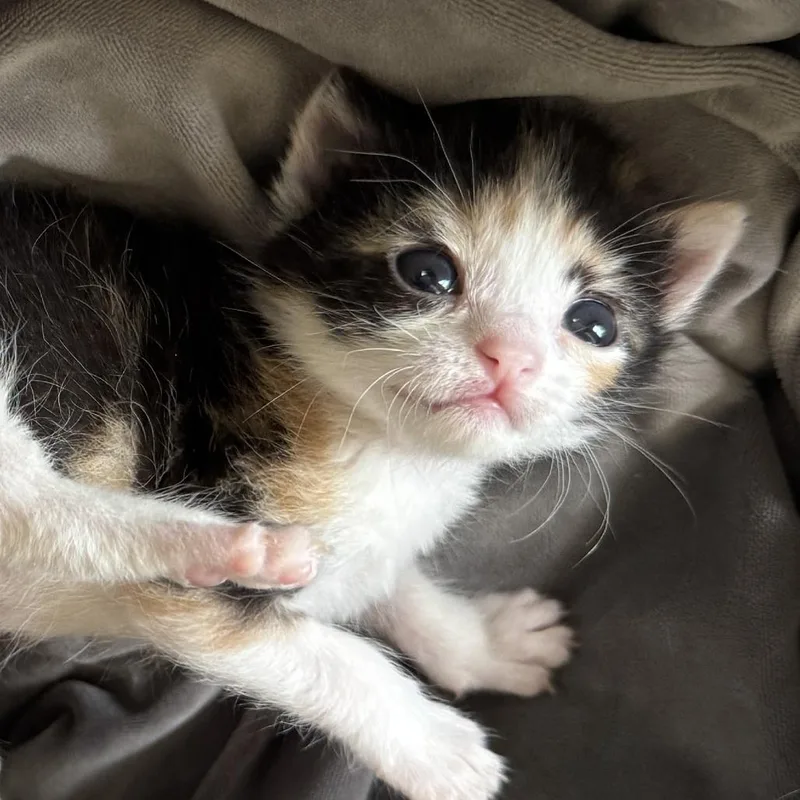 Just a Cutie thumbnail 4