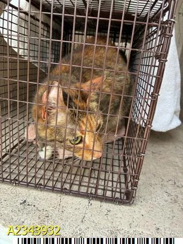An adult large-sized female American Shorthair cat named Bootsie for adoption in West Palm Beach, FL