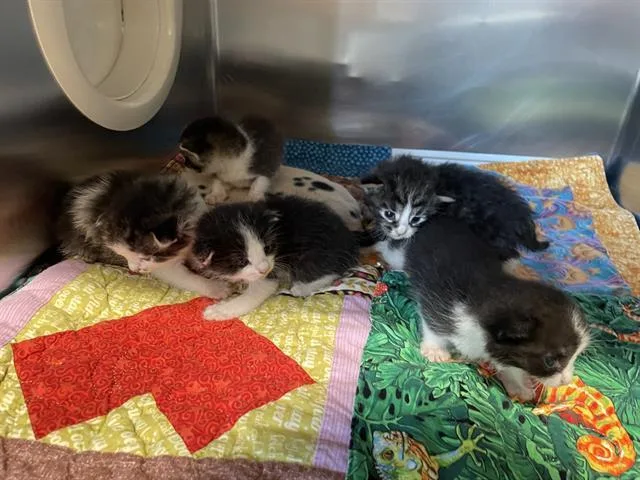 A young small-sized male Domestic Short Hair cat named Remy for adoption in Riverside, CA