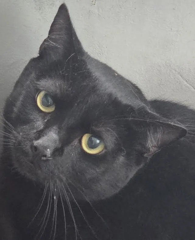 A young medium-sized male Domestic Short Hair cat named Salem for adoption in Los Angeles, CA
