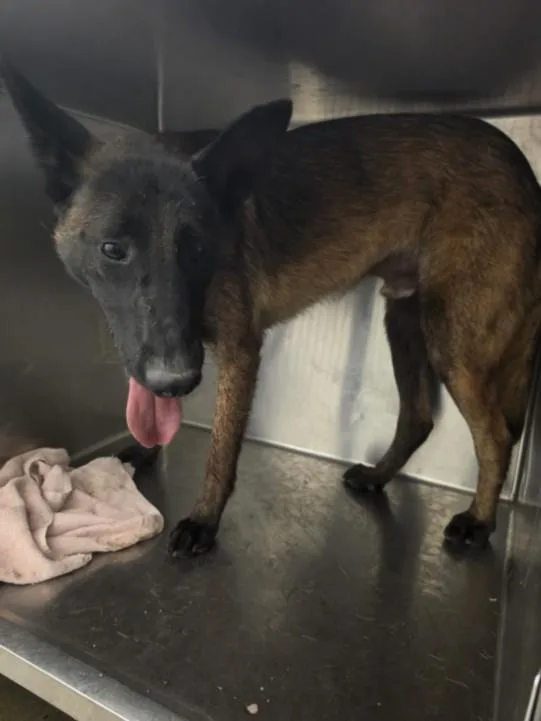 A young large-sized male Belgian Shepherd / Malinois dog named Monty for adoption in Los Angeles, CA