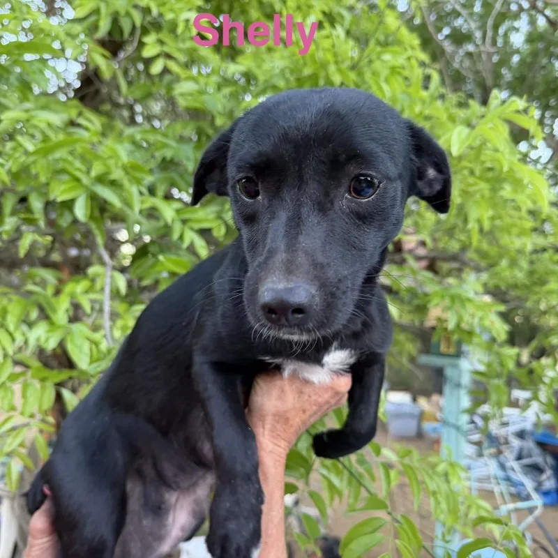 A young small-sized female Black Chihuahua dog named Shelly for adoption in Wadena, MN