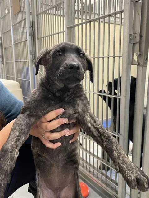 A baby small-sized female Labrador Retriever dog named Trixie Mattel for adoption in Santa Cruz, CA