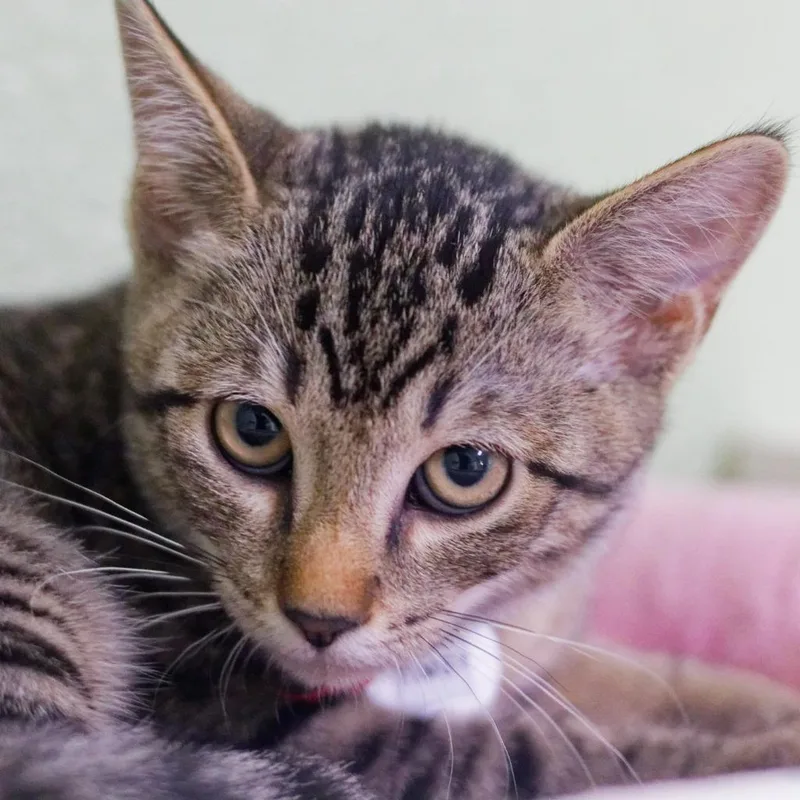 A baby medium-sized female Domestic Short Hair cat named Timsy for adoption in Hot Springs, AR