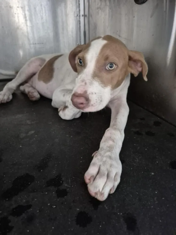 A baby small-sized female Pit Bull Terrier dog named Honey for adoption in Texas City, TX