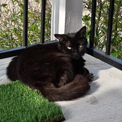 An adult medium-sized female Black Domestic Medium Hair cat named Blacky for adoption in Liverpool, TX