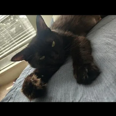 Blacky thumbnail 5