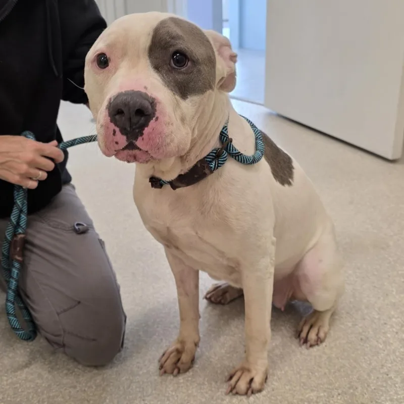 An adult medium-sized female White / Cream American Staffordshire Terrier dog named Dahlia for adoption in Novelty, OH