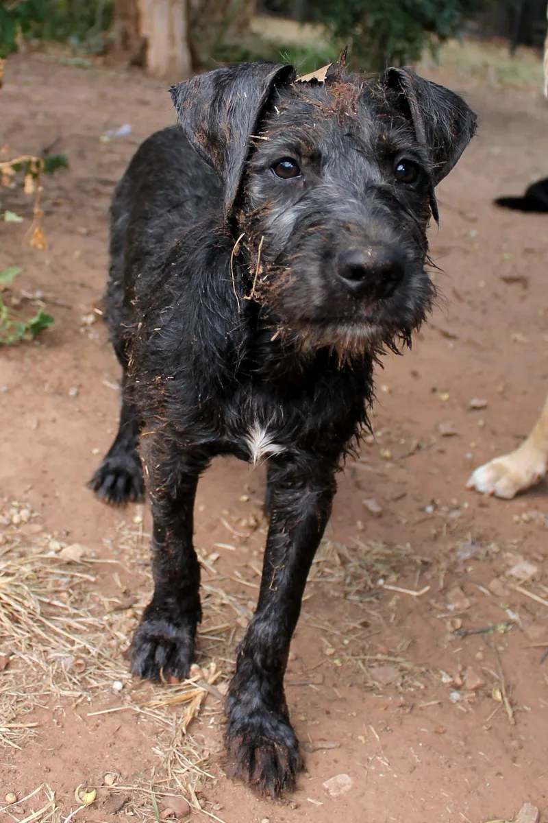 A baby large-sized male Black Standard Poodle dog named Popcorn for adoption in Guthrie, OK
