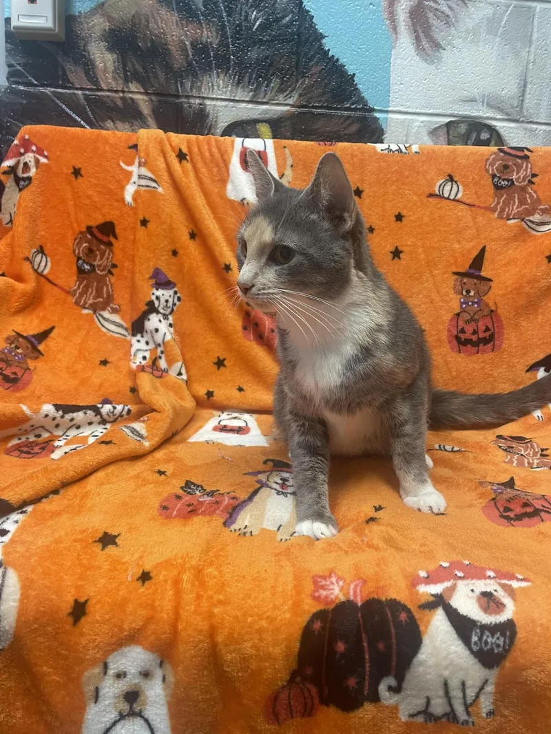 A young medium-sized female Dilute Tortoiseshell cat named Queenie for adoption in Ashland, VA