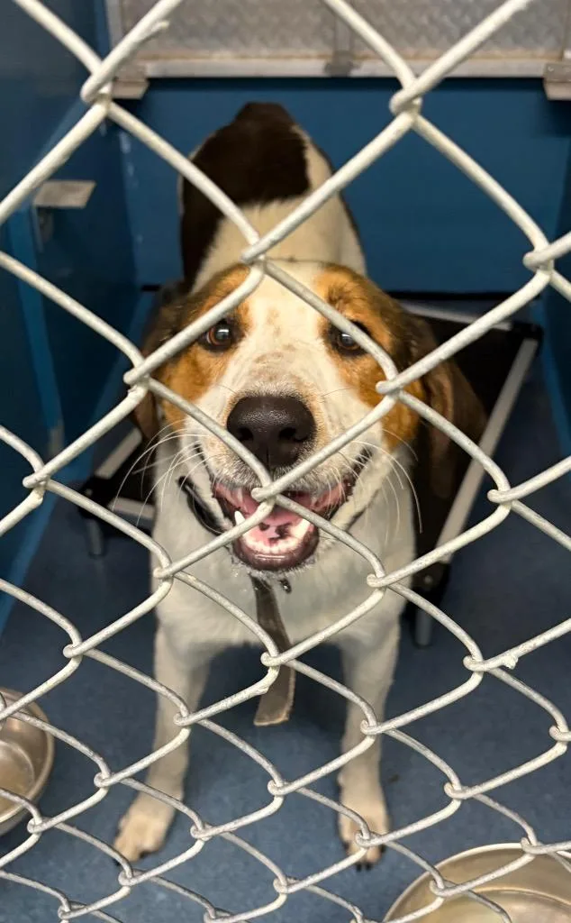 A young large-sized male Mixed Breed dog named Prong for adoption in Effingham, SC