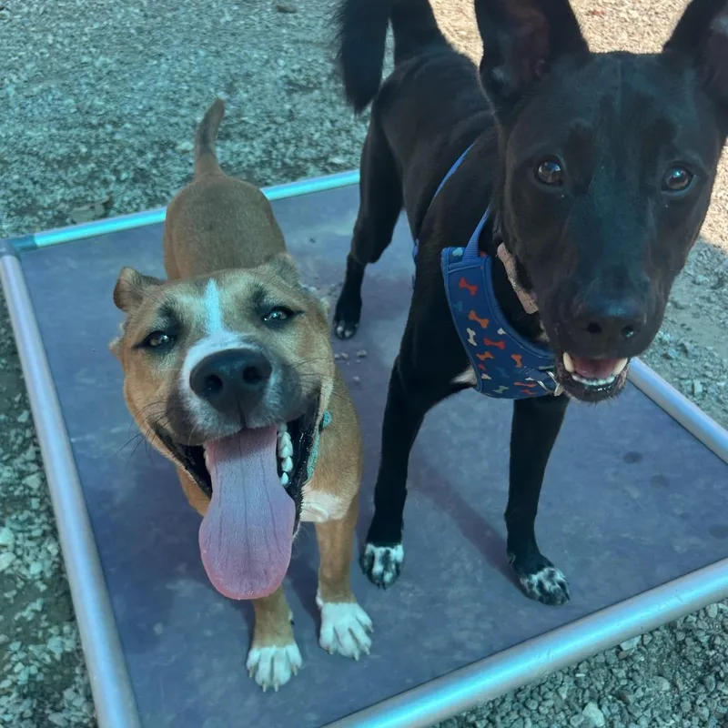 A young medium-sized male Brown / Chocolate Mixed Breed dog named Steel for adoption in Auburn, AL