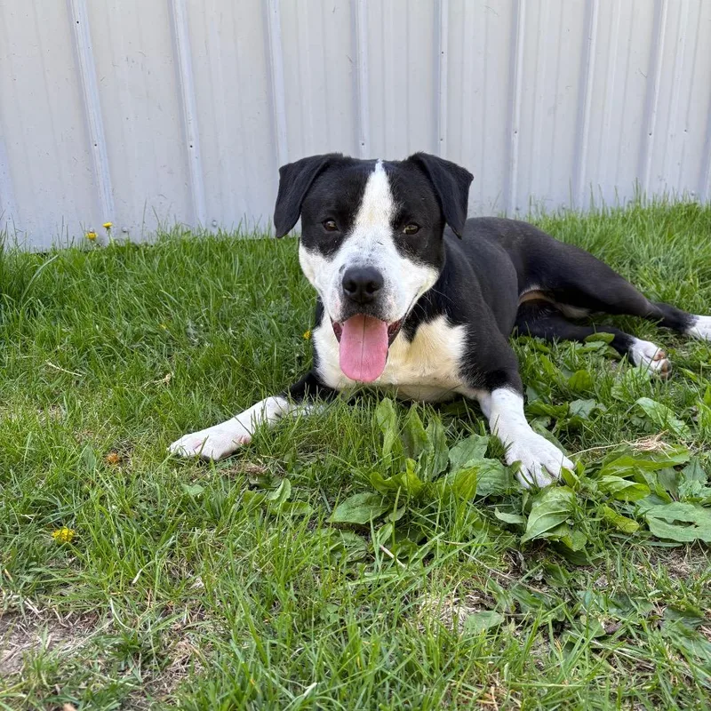 An adult medium-sized female Black Mixed Breed dog named Bonita for adoption in Marshalltown, IA