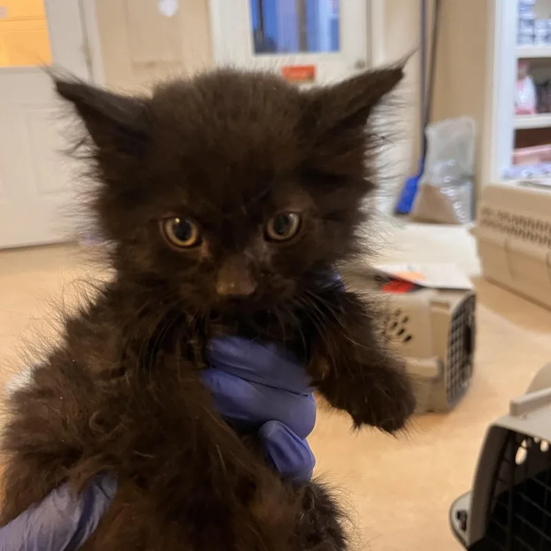 A baby small-sized male Black Domestic Medium Hair cat named Legacy for adoption in Kanab, UT
